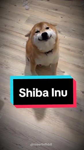 Exploring the Unique Traits of Shiba Inu Through Funny Screaming Videos