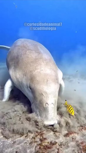 Conheça o Encantador Mundo do Peixe-Boi