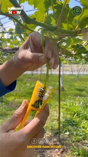 Grapes Pollination Brush