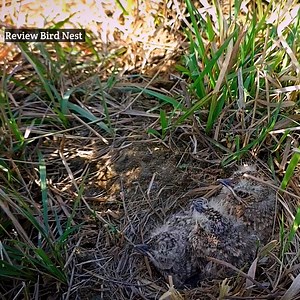96K views · 3.4K reactions | Crested lark singing song babies and babies are mature now | Review Bird Nest | Facebook