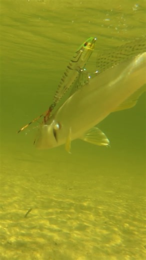 Topwater whitting fun in summer on the @Malosi Studio nuke colour echo 65f! #malosi #landbasedfishing #explore #daiwa #jacksfishfilms