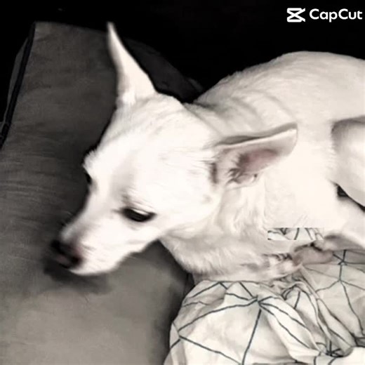 Videos de Coil (@coilfishforsomereason) con “Quiet Music - Stacey Barelos”