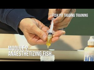 Fish PIT Tagging Training | Module 2: Anaesthetising Fish