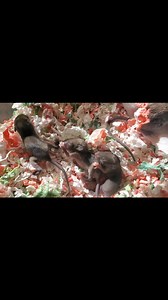 The rat pups are hanging in there. This is day 7. ❤️ | Quality of Life Rehab & Foster, Inc.