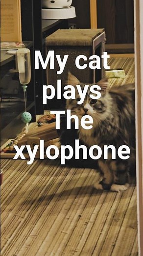 My Cat plays the food xylophone #cat #xylophone #music