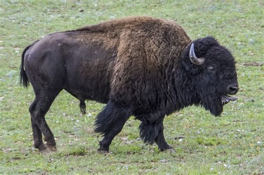 Bison are now both livestock and wildlife in Colorado