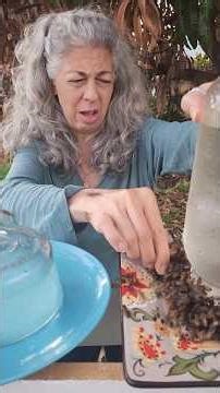 Day 21 feeding Bees after Florida's Freeze