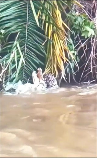 Predator vs Predator #nature