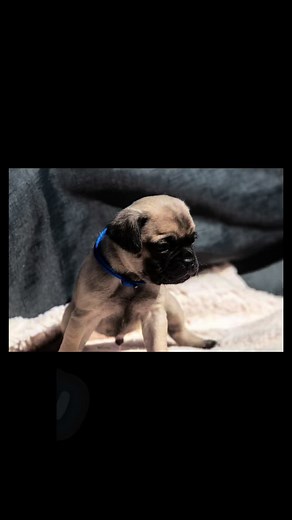 Die besten Retromopswelpen ❤️❤️❤️❤️❤️❤️❤️❤️❤️❤️ #altdeutschemopszuchtpetit #mops #mopsmitlängerernase #mopsmitkämpferherz #mopsmitlängerenbeinen #sportmops #freistmendermops #gesundehunde #welpen #mopsnachaltdeutschenvorbild #retromops #retromopswelpen #retromopsforsale