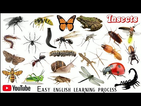 Insects name english language || कीड़े मकोड़े के नाम || Insect Name || Easy English Learning process