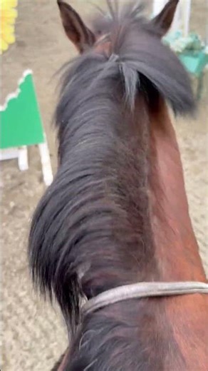 Cool down walk with Benny - Apr 2026