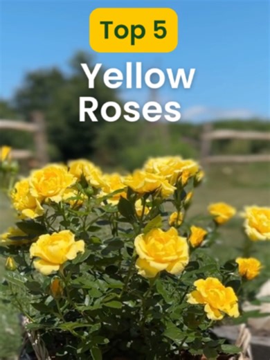 These sunny and cheerful flowers are sure to brighten up any garden! 5. Friends: https://www.englishroses.co.uk/product/friends-rose/ 4. Golden Bouquet: https://www.englishroses.co.uk/product/arthur-bell-rose/ 3. Belle de Jour: https://www.englishroses.co.uk/product/belle-de-jour-rose/ 2. Happy Golden Wedding: https://www.englishroses.co.uk/product/happy-golden-wedding-rose/ 1. Absolutely Fabulous Rose: https://www.englishroses.co.uk/product/absolutely-fabulous-rose/ 🌿 Eco-friendly & plastic-fr