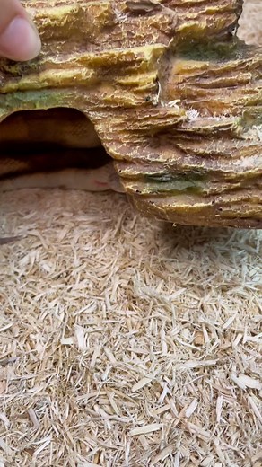 Linguini the Googly Eyed Snake Shedding Process