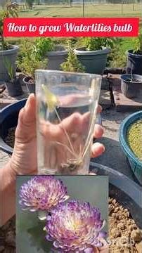 How to grow waterlilies bulbs🌱🌸🌱#plantslover #homegardening