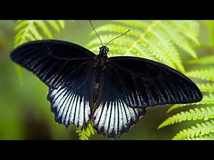 Bướm đen bay vào nhà là điềm báo gì? Con số may mắn