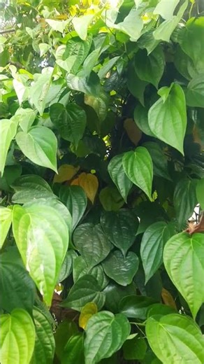 Betal leaf | Vettila🍃| malayalam #lakmevlogs #shorts