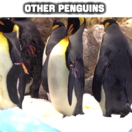 Penguin Mountain Adventure Edit