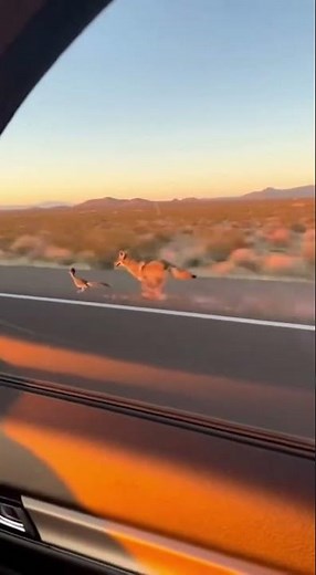Real Life Roadrunner vs Coyote Chase!