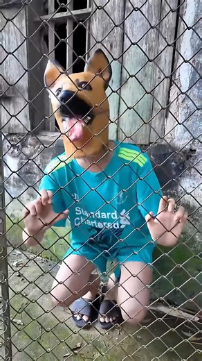 Con chó tài năng được nhận nuôi Talented dog adopted #shorts