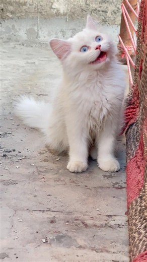 Keeping persian cats is my passion not profession