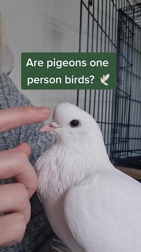 Affectionate Pet Pigeons: Bonding with Humans