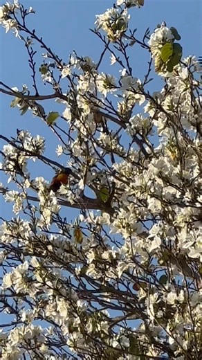 Just amazed by this beautiful Bauhinia tree with lorikeets happily jumping around 🌸🕊️ Nature’s little show 💚 #NatureBeauty #Lorikeets #BauhiniaTree | Seams and Dreams