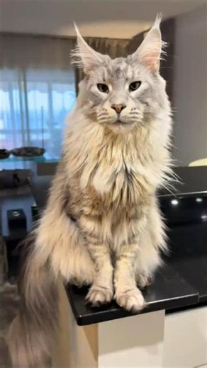 3 Signs Your Cat Has Maine Coon DNA 😺