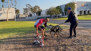 4.2K views · 87 reactions | Welcome back to Dogumentary TV! Today, we're pitting two titans of the canine world against each other in an epic showdown: the Rottweiler vs. the Doberman Pinscher. These breeds are renowned for their intelligence, strength, and loyalty, but they also have distinct characteristics. So, which one comes out on top? Let's dive in and find out! | Dogumentary TV | Facebook