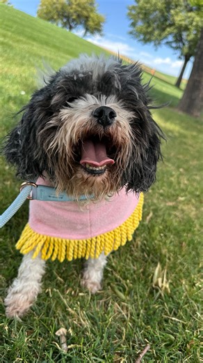 10K views · 369 reactions | My favorite days volunteering are when I get to bathe a shelter dog 凉 Towel robe is by @darrenandphillip | Rosie And The Shelter Pups | Facebook