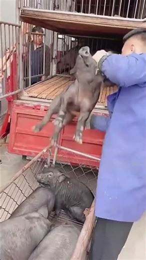 Rapid loading process of piglets into the transport truck