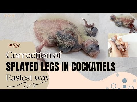 how to treat splayed legs, splayed legs in cockatiels, prevention and treatment of splayed legs