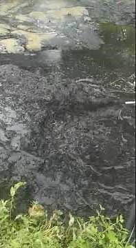 Teich reinigen- Teichschlamm abpumpen. Die Profi Schlammpumpe um Schlamm aus einem Teich zu pumpen.