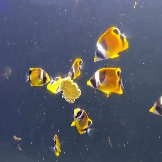 Biota Hawaii captive bred Raccoon Butterflyfish