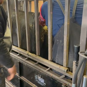 It’s all hands on deck! Flushing cows and putting in embryos at Griswold Cattle. Embryo transfer is one are that we rely heavily upon to move our program forward. Those great cow families prove time and again to be your money makers, that consistency follows down through the generations and is the main reason we are such a believer in maternal power. Any flushes planned at your place? | Griswold Cattle