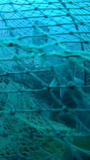 2.9K views · 68 reactions |  Freeing fish from ghost cages,...