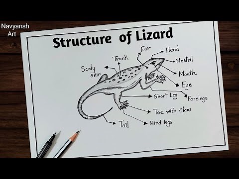 Structure of Lizard diagram drawing / How to draw House or Wall Lizard easily / Hemidactylus drawing