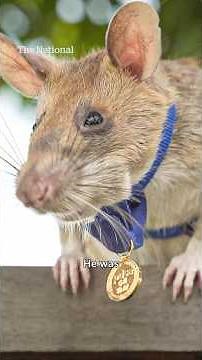 Why this rat was honoured with a statue in Cambodia