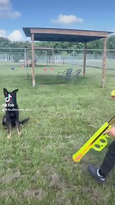 We’re naming this tennis ball gun the shelter toy of the summer! Thank you so much to whoever donated it. It’s taken our fetch games to the next level! 🐾 Featuring: DK A044985 | Fort Bend County Pets - Fort Bend County Animal Services