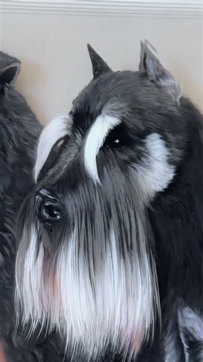 미니어처 슈나우저의 특별한 초상화 🐾