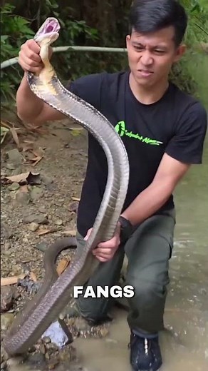 How Trained Snake Handlers Control Venomous Snakes Safely?