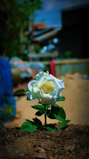 ดอกกุหลาบสีขาวทะลุดินขึ้นมาพร้อมหยดน้ำบนกลีบดอกสวยมาก #nature #shorts #funny #challenge #amazing