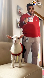 4.3M views · 57K reactions | Office goat gets a performance review — then goes home to snuggle with her dog siblings | The Dodo | Facebook