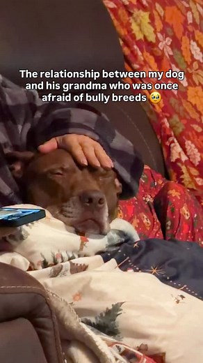 38K views · 4.7K reactions | My biggest win as a bully breed owner is breaking stereotypes one smile, one tail wag, and one heart at a time. Opie’s the perfect example of what these amazing dogs can be in the right hands. 﫶 #pitbullmix #bullybreedrescue #bullybreedmix #pitbullsarelove #pitbullsofinsta #pitbullsofinstagram #pitbullsofig_ #bullybreedmix #bullybreedsarelife | Just Opie Things | Facebook