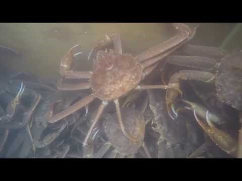 How It's Done! - Alaska Tanner Crabbing