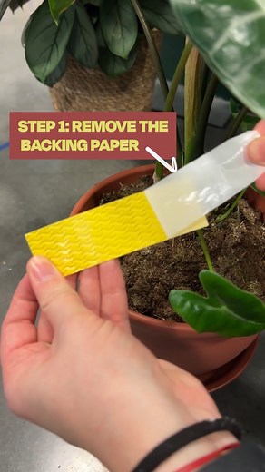 5.9K views | How to use our compostable gnat traps in 10 seconds ⏱️ #plantcare #houseplantclub #indoorjungle #houseplants #aussiemade #spring #ecoproducts #plantparent #planthacks | We the Wild | Facebook