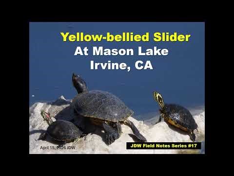 Yellow-bellied Slider Turtle at Mason Lake, Irvine, CA