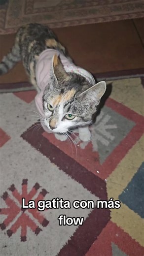 La gatita con más flow#gata #flow #lanumerone #miau