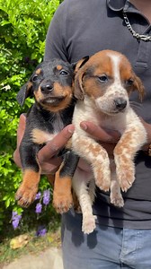 COSMOS NOIR ET FEU 2 mois ADOPTÉ CACTUS MARRON ET BLANC 2 mois ADOPTÉ Un chiot n’est pas un jouet. Son adoption vous engage pour toute la durée de sa vie (entre 15 et 20 ans). L’adoption doit être réfléchie en famille, vous devez prévoir le budget annuel pour la nourriture (de qualité) les soins chez le vétérinaire (visite annuelle, vaccins) déparasitage, vermifuge, toilettage (en fonction de sa longueur de poil). COSMOS ET CACTUS sont à adopter au refuge SPA de Sainte-Marie, ils sont pucés, vac
