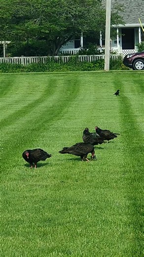 Vultures vs. Crows: Nature's Bird Battle