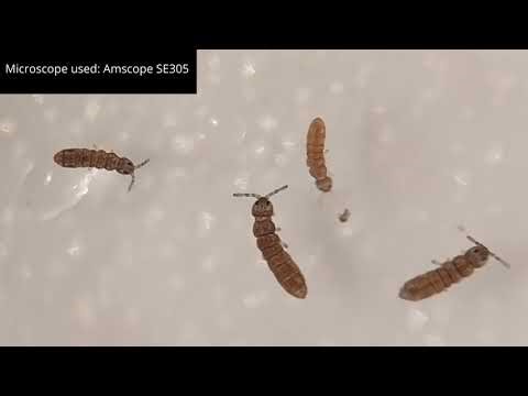 Top 10 Micro organisms most commonly found in moss